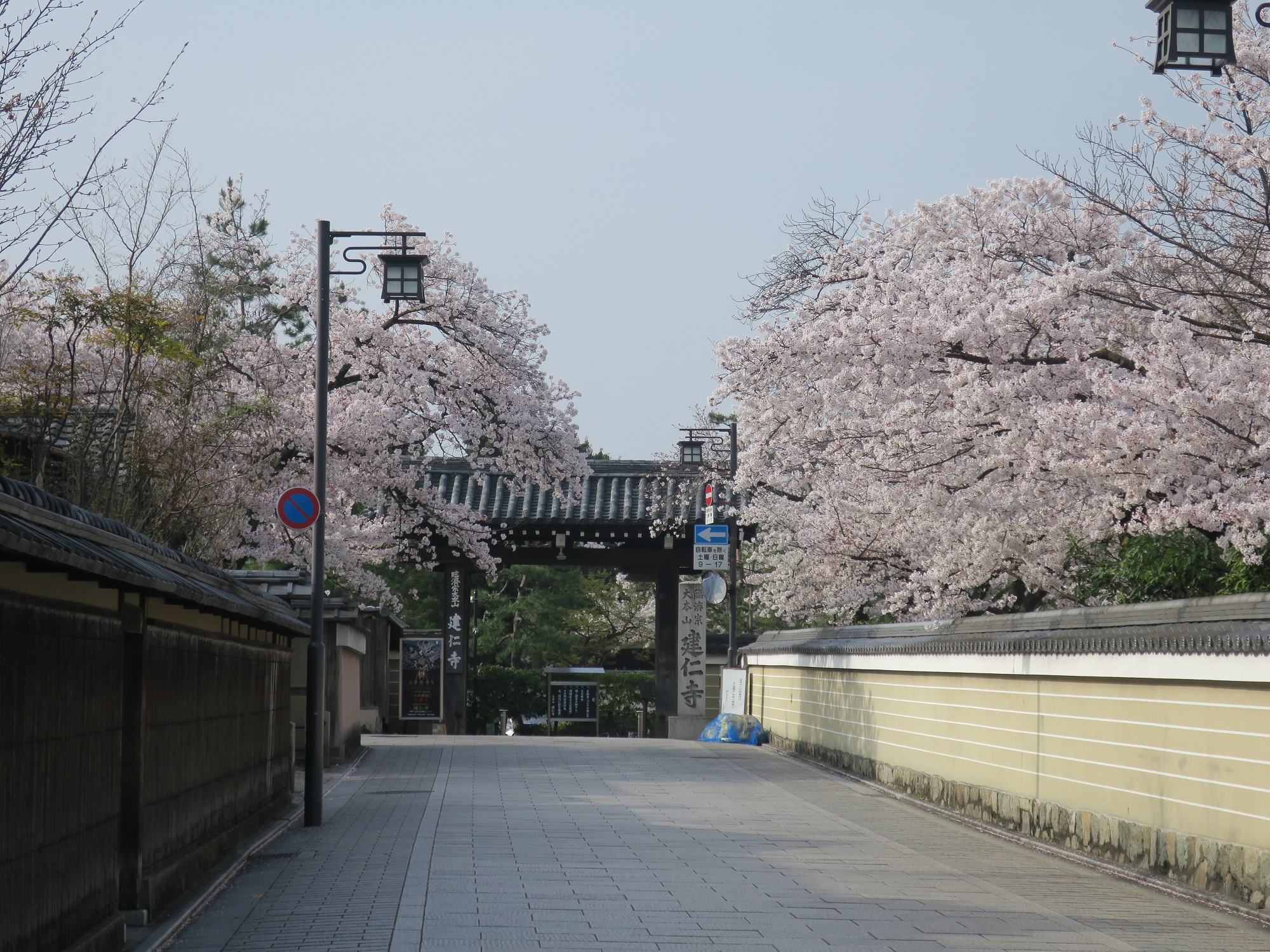 京都 花見小路通 建仁寺 桜がとってもキレイでした