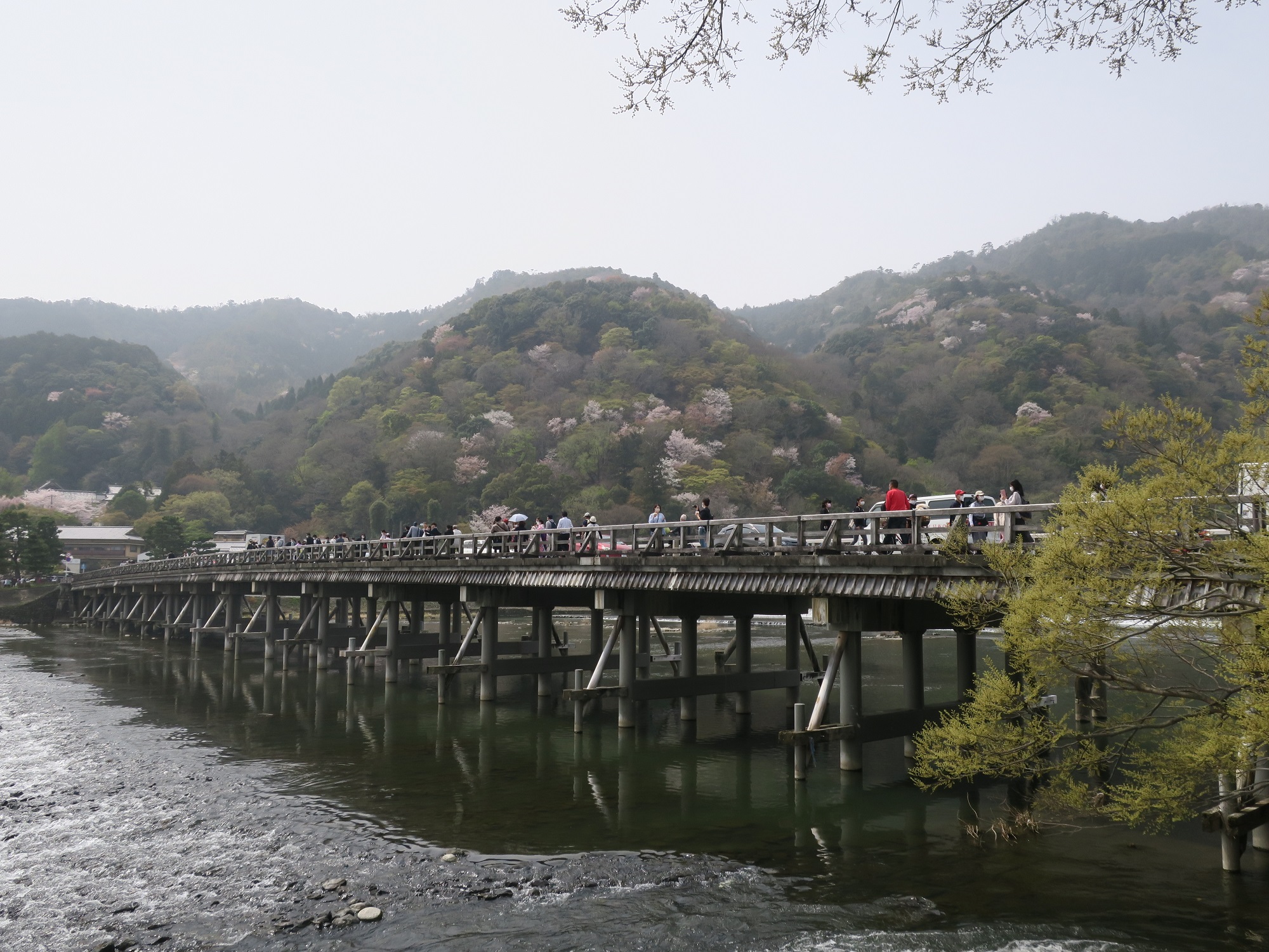 嵐山 渡月橋 嵐山公園の対岸から撮影 桜がとってもキレイでした