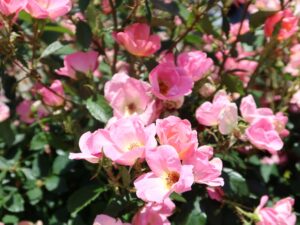 山下公園 花壇に咲いた花 背景ぼかし処理を入れてみました